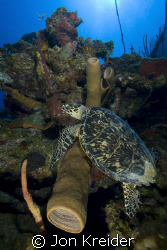 Hawksbill feeding on Bloody Bay Walll, Little Cayman by Jon Kreider 